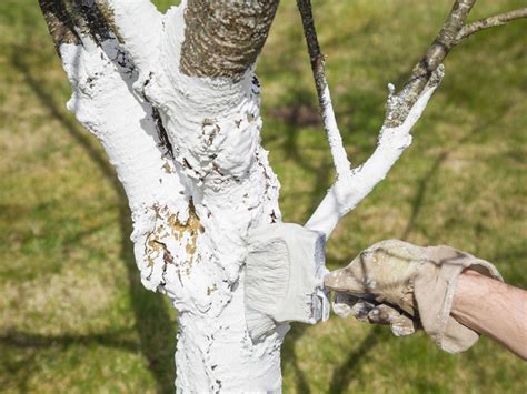 why do people paint tree trunks white and does it have a hidden connection to ancient art practices?